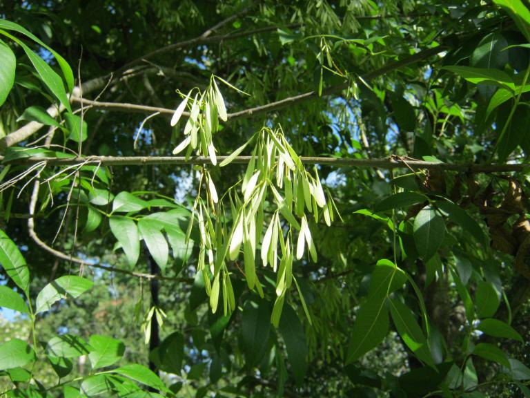 ripening seeds by Nicole Youngman