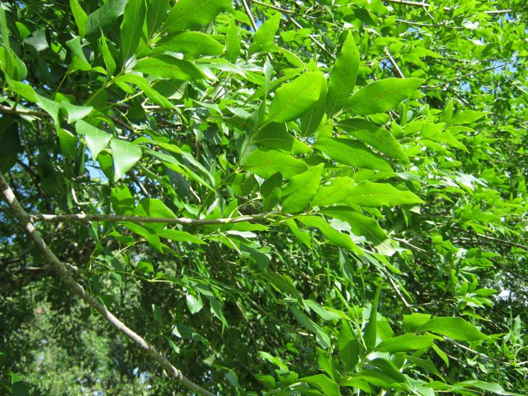 male ash tree by Nicole Youngman