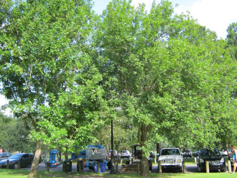 Ash trees by Nicole Youngman