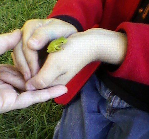 Kevin with tree frog. Image by Nicole Youngman. Kevin with tree frog. Image by Nicole Youngman.