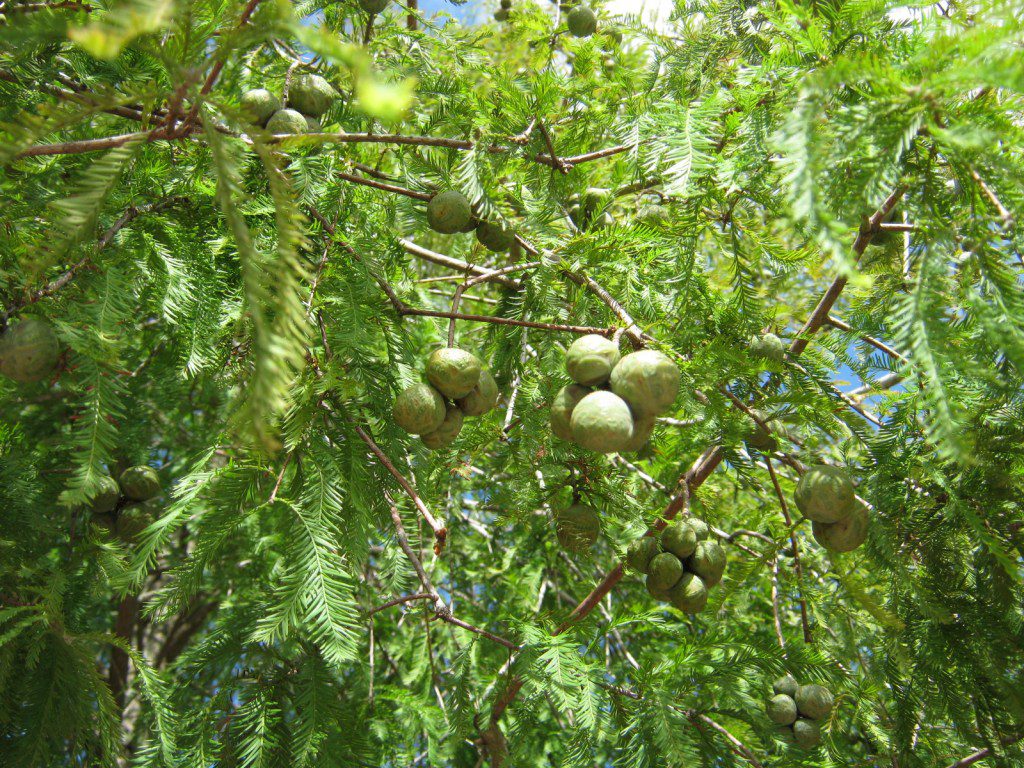 seed pods by Nicole Youngman