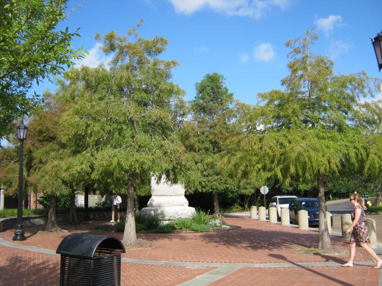 baldcypress trees by Nicole Youngman