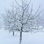 Fruit Tree in Winter Clothing, by Magnus Rosendahl. Public domain.