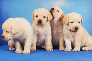 This is a difficult subject with no real appropriate photo. So here are some puppies. (Image via shutterstock.com)