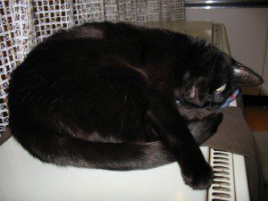 A black cat on a space heater