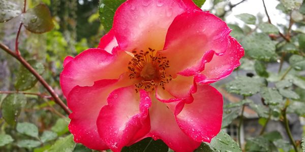 'Betty Boop' Rose