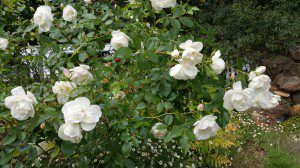 Musk Rose