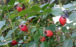 Rose Hips