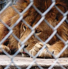 a lonely lion behind chain links