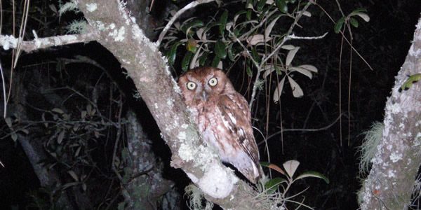 an owl in a tree illuminated by camera flash