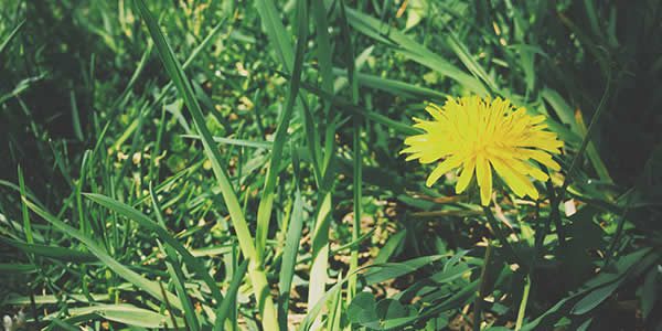 a dandelion surrounded by grass