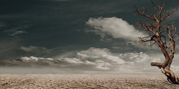 a dead tree growing out of a parched desert plain