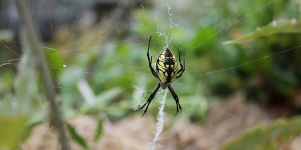 Large spiders eat crickets in the garden.