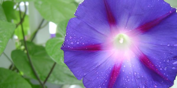 a morning glory bloom
