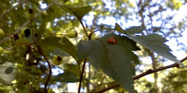 Ladybug on Hawthorn leaves / Morgan Daimler