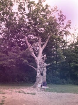 The Compassion Tree / Photo by Melissa Hill