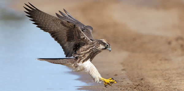 a lanner falcon landing on the ground