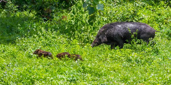 a female wild pig and three piglets