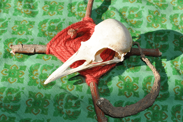 A bird skull on a green background.