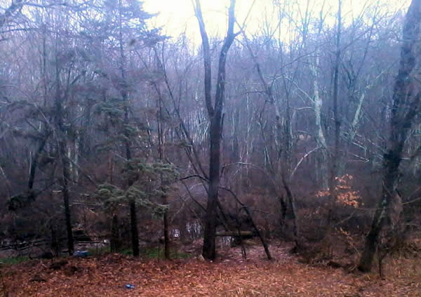 trees in a forest on a cloudy day