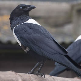 a hooded crow 