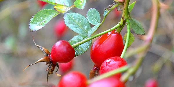 red berries on a plant