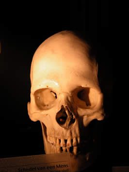 a human skull