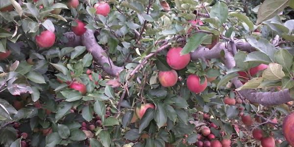 apples on the tree