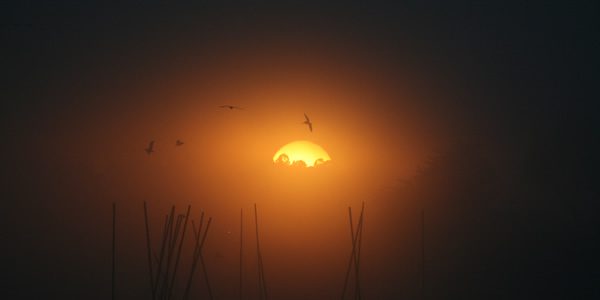 the sun rising in the mist