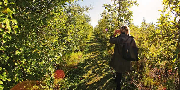 a woman walking through an apple orchard