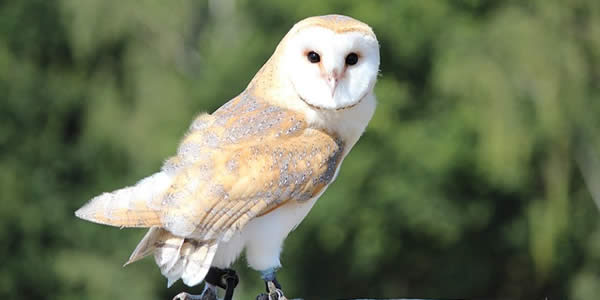 a barn owl