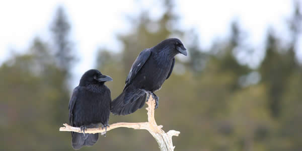 Two ravens on a branch in winter