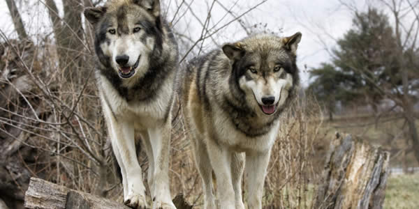 two wolves 