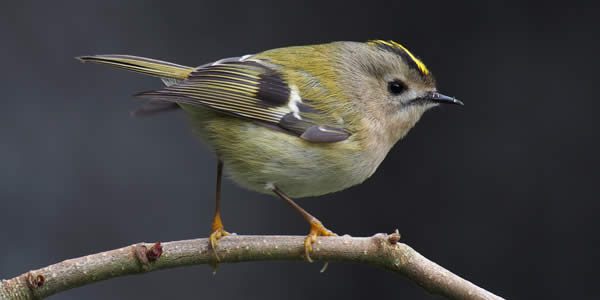 "Goldcrest 1" by © Francis C. Franklin / CC-BY-SA-3.0. Licensed under CC BY-SA 3.0 via Commons.