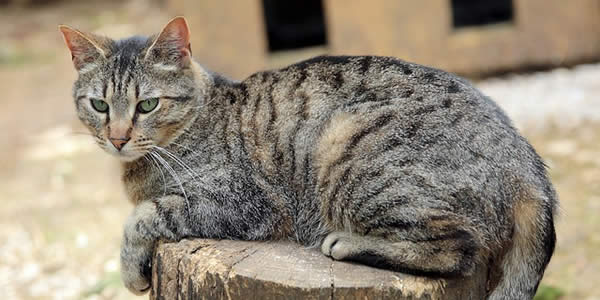 a grey tabby cat sitting on a stump