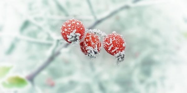 three frozen berries on a branch