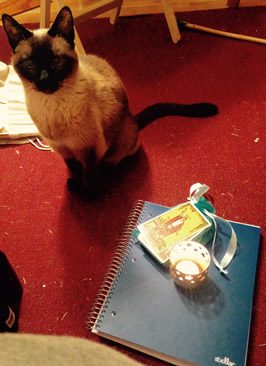 a cat, some taro cards, and a grimoire