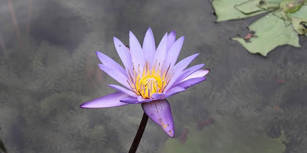 a purple lotus flower