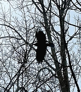 a crow flying through the trees; photo taken from underneath showing its wingspan