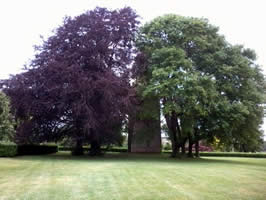 Two Beeches, dark and light / M. Daimler