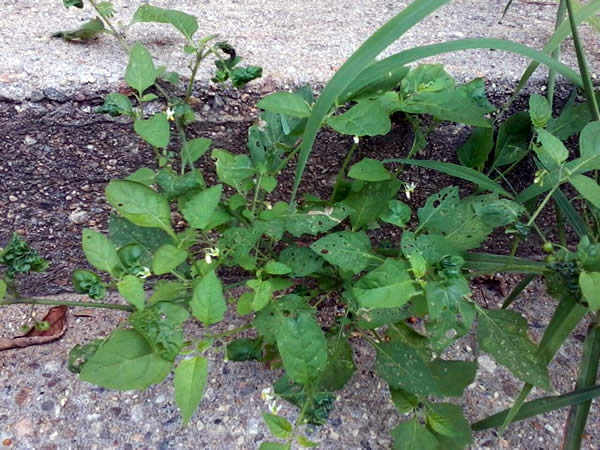 a leafy green plant struggling to live in poor conditions