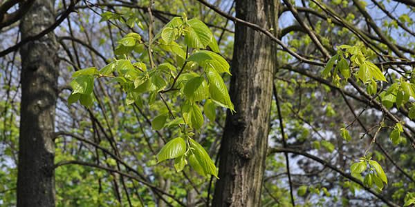 the leaves of young lime trees
