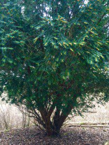 an young evergreen tree
