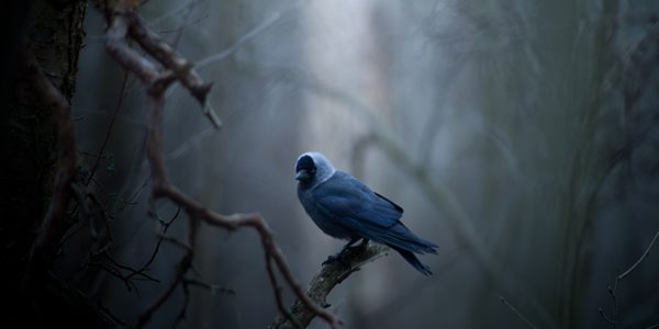 a bird on a branch at dusk