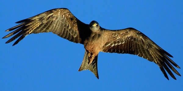 an African Yellow Billed Kite