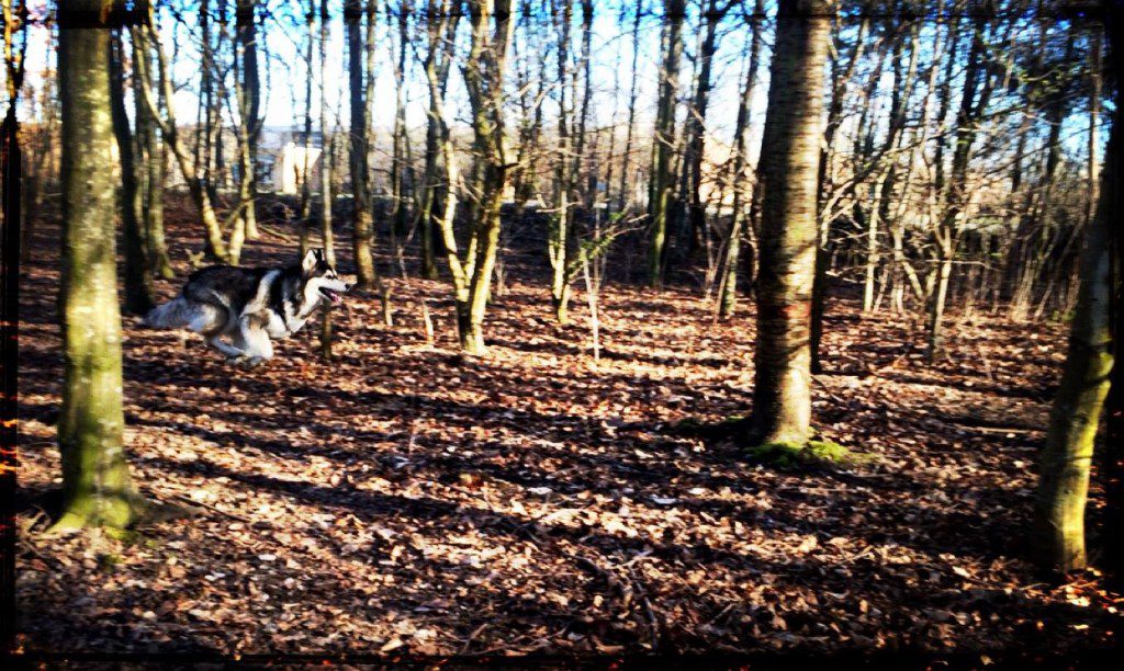 a dog running in the forest