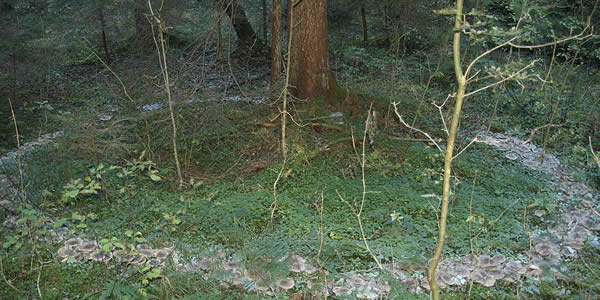 a ring of mushrooms around the base of a tree