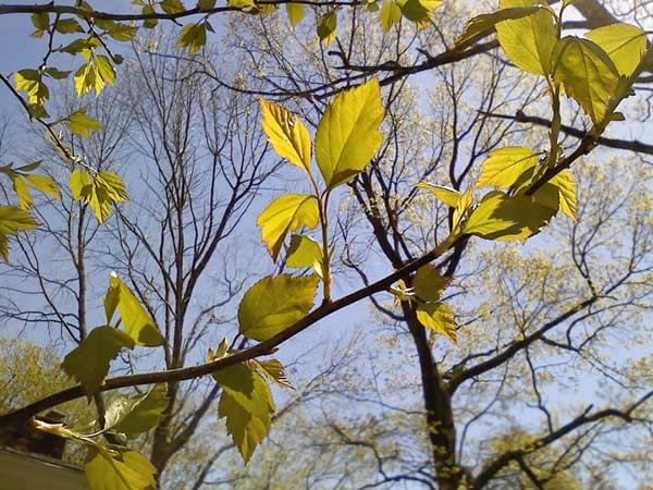 a Hawthorn bush in the sun with ash and oak trees in the background