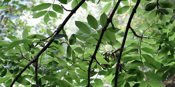 ash trees filtering sunlight