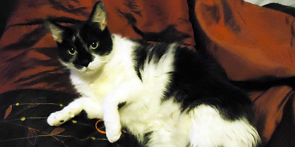 photograph of a black-and-white tuxedo cat on a brick-colored bed spread